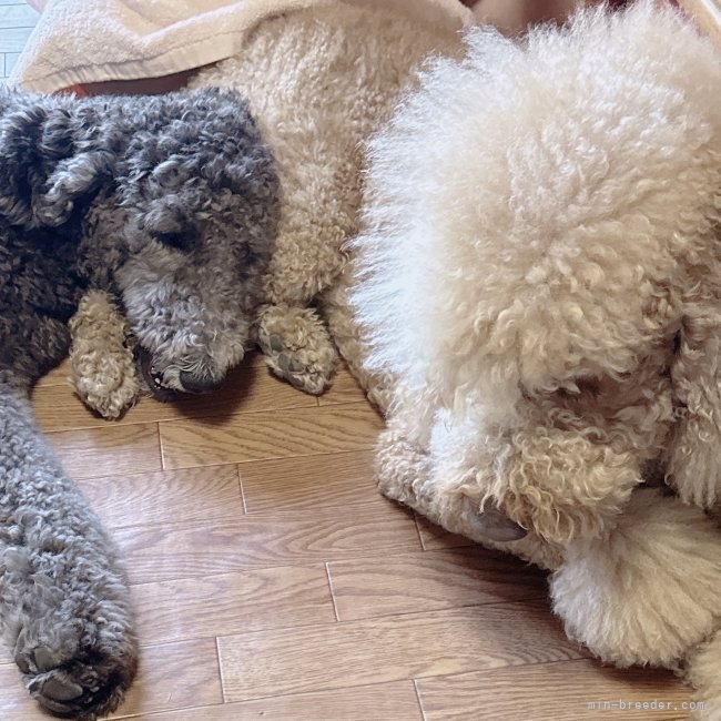 當麻凛己ブリーダーのブログ：巣立った子犬ちゃんのお預かり