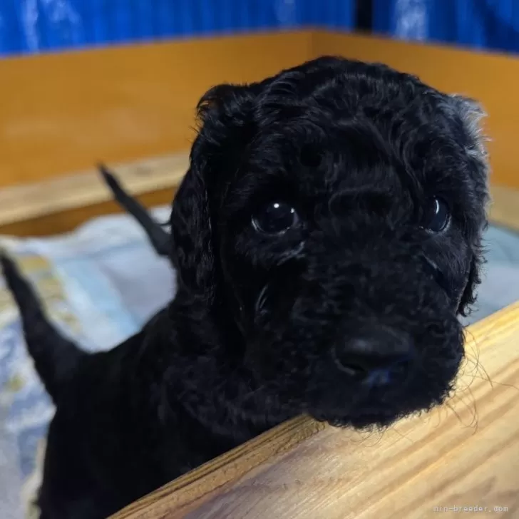 ID：2501-04239の子犬