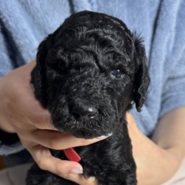 スタンダードプードル【奈良県・男の子・2024年12月22日・ブラック】の写真「遺伝子検査8種◎断尾なし7兄弟♂3♀4❁長男🐶」