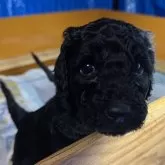 スタンダードプードル【奈良県・女の子・2024年12月22日・ブラック】の写真1