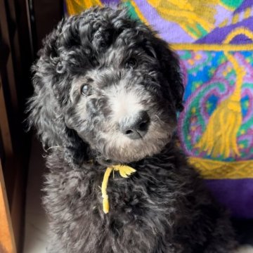スタンダードプードル【奈良県・男の子・2023年12月4日・グレー(プラチナシルバー)】の写真「遺伝子検査8種◎断尾なし♂4♀4兄弟❁次男🐶✨」