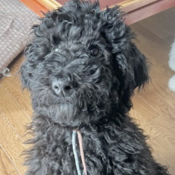 スタンダードプードル【奈良県・女の子・2023年12月4日・ブラック】の写真「遺伝子検査8種◎断尾なし8兄弟♂4♀4❁三女🐶✨」