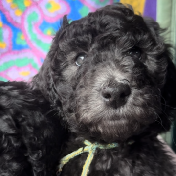 スタンダードプードル【奈良県・女の子・2023年12月4日・グレー(プラチナシルバー)】の写真「遺伝子検査8種◎断尾なし8兄弟♂4♀4❁四女🐶✨」