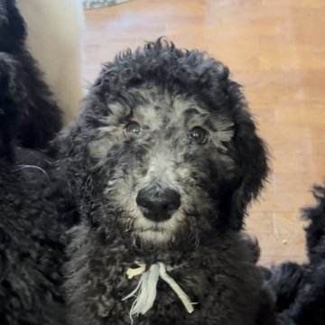 スタンダードプードル【奈良県・男の子・2023年12月4日・グレー(プラチナシルバー)】の写真「遺伝子検査8種◎断尾なし8兄弟♂4♀4❁三男🐶✨」