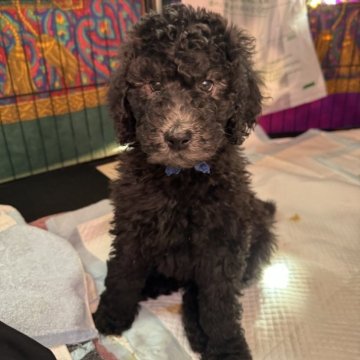 スタンダードプードル【奈良県・男の子・2023年12月4日・ブラックまたはグレー(プラチナシルバー)】の写真「遺伝子検査8種◎断尾なし8兄弟♂4♀4❁四男🐶✨」