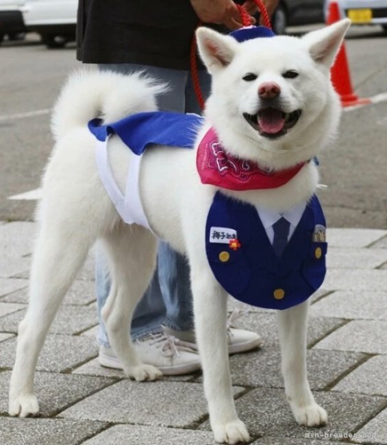 母犬の、梅子です｜高橋　延枝(たかはし　のぶえ)ブリーダー(秋田県・秋田犬・秋田犬保存会登録)の紹介写真1