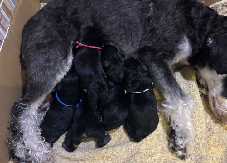 片桐景子ブリーダーのブログ：ビビママ頑張りました