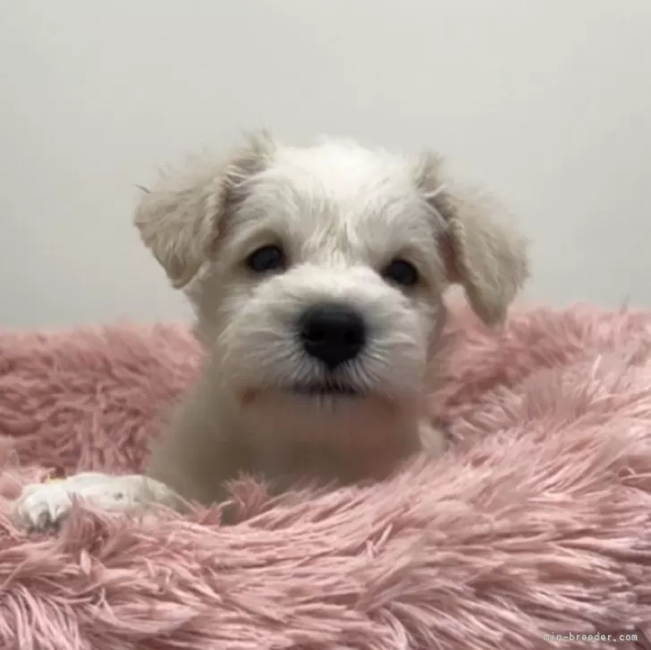ID：2507-00159の子犬