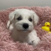 ミニチュアシュナウザー