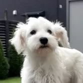 ミニチュアシュナウザー【宮城県・男の子・2025年6月10日・ホワイト】の写真1