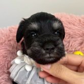 ミニチュアシュナウザー