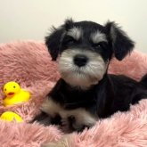 ミニチュアシュナウザー