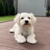 ミニチュアシュナウザー【宮城県・男の子・2025年6月10日・ホワイト】の写真2