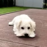 ミニチュアシュナウザー【宮城県・男の子・2025年6月10日・ホワイト】の写真4