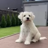 ミニチュアシュナウザー【宮城県・男の子・2025年6月10日・ホワイト】の写真5