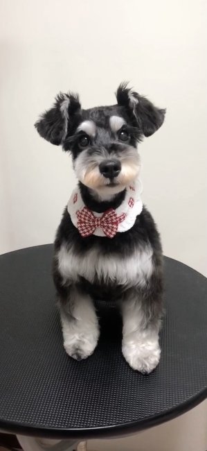 ミニチュアシュナウザー【・女の子・2023年5月1日・BLACK &amp; SILVER】