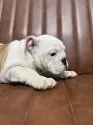 ブルドッグ【愛知県・男の子・2025年8月16日・ホワイト&レッド】の写真10