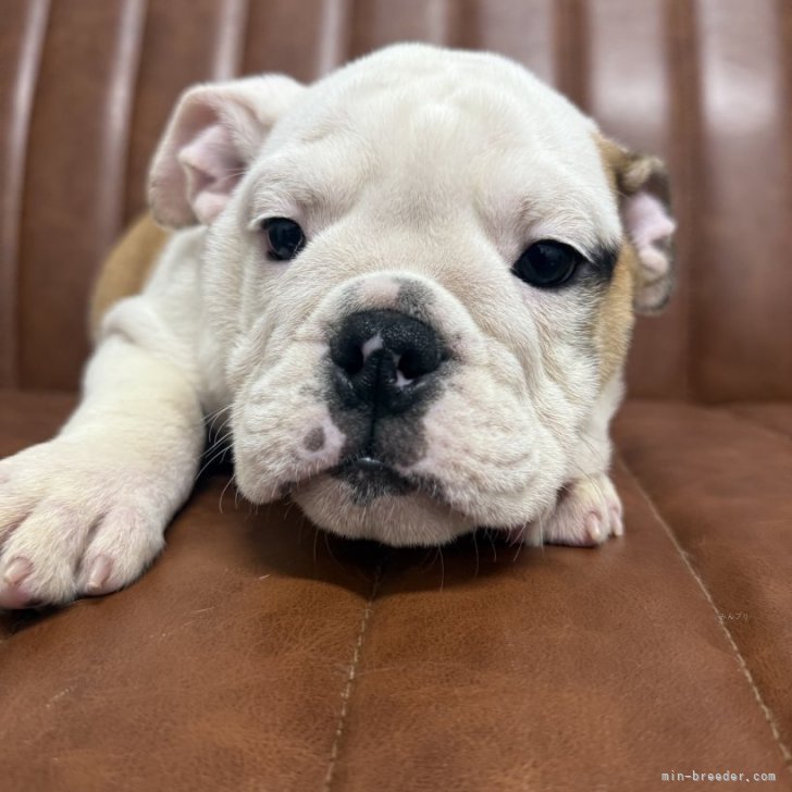 ブリーダー画像