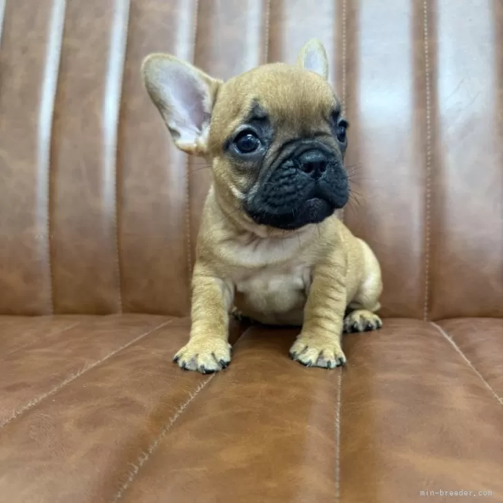 ID:2507-06467の子犬