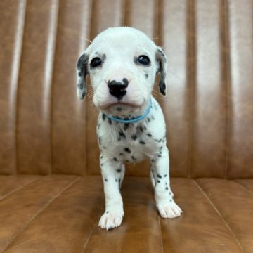 ダルメシアン【愛知県・男の子・2025年11月4日・ホワイト&ブラック】の写真「元気な男の子」