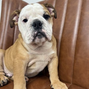 ブルドッグ【愛知県・男の子・2025年8月16日・レッド&ホワイト】の写真「元気な男の子です」