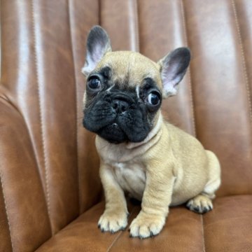 フレンチブルドッグ【愛知県・女の子・2025年10月10日・フォーン】の写真「元気な女の子です」