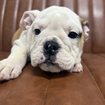 ブルドッグ【愛知県・男の子・2025年8月16日・ホワイト&レッド】の写真「元気な男の子です」