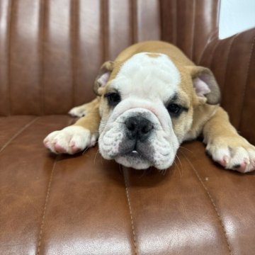 ブルドッグ【愛知県・男の子・2025年8月16日・レッド&ホワイト】の写真「元気な男の子です」