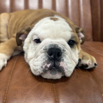 ブルドッグ【愛知県・男の子・2025年8月16日・レッド&ホワイト】の写真「元気な男の子です」