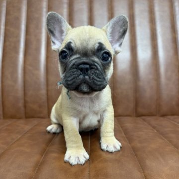 フレンチブルドッグ【愛知県・男の子・2025年10月10日・フォーン】の写真「元気な男の子です」