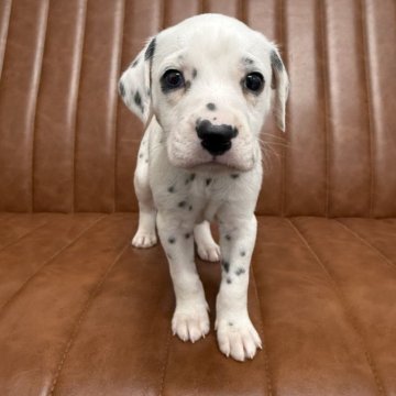 ダルメシアン【愛知県・男の子・2025年11月4日・ホワイト&ブラック】の写真「元気な男の子」