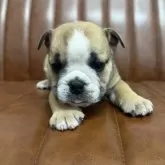 ブルドッグ