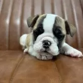 ブルドッグ