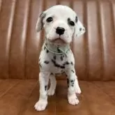 ダルメシアン【愛知県・男の子・2025年11月4日・ホワイト&ブラック】の写真1