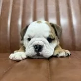 ブルドッグ