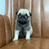 パグ