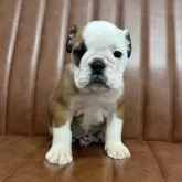 ブルドッグ