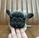 フレンチブルドッグ