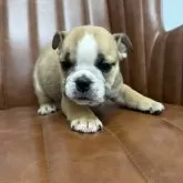 ブルドッグ