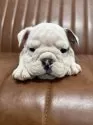 ブルドッグ