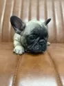 フレンチブルドッグ【愛知県・女の子・2025年10月10日・フォーン】の写真3