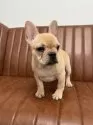 フレンチブルドッグ【愛知県・女の子・2025年6月27日・クリーム】の写真5