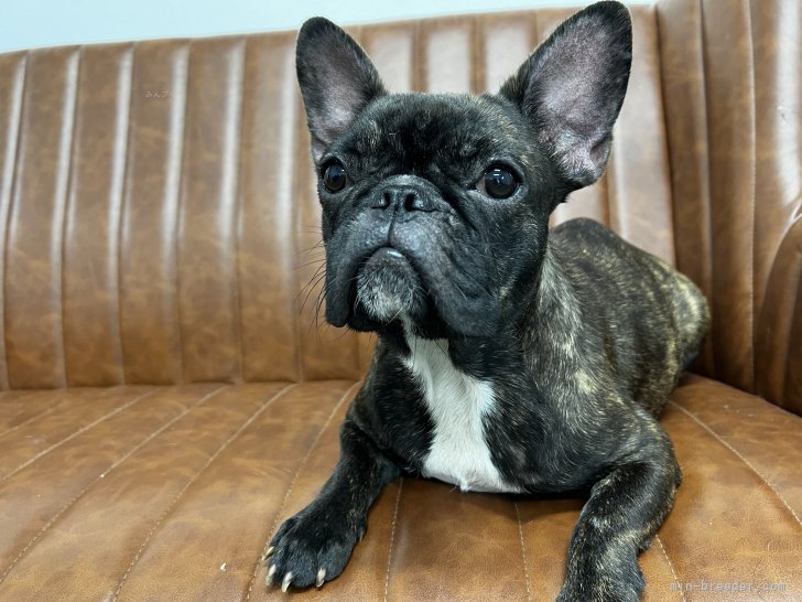 フレンチブルドッグ【・女の子・2022年4月30日・ブリンドル】