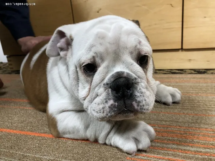 ID:2011-01378の子犬