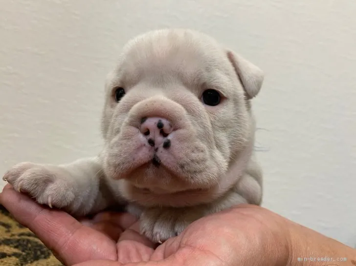 ID：2011-01362の子犬