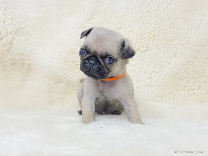 ルーミー 様のお迎えした子犬