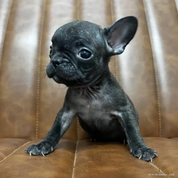 ID:2402-03593の子犬