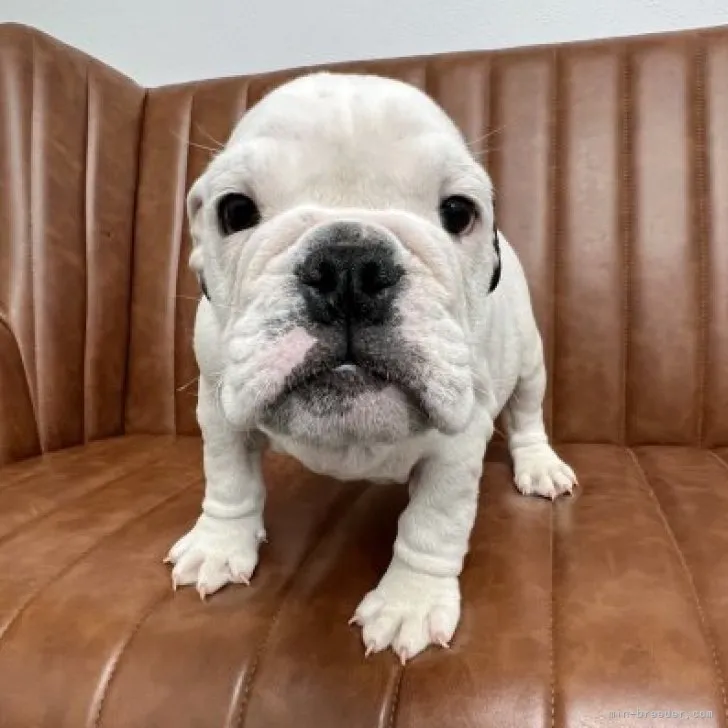Chishiin 様のお迎えした子犬