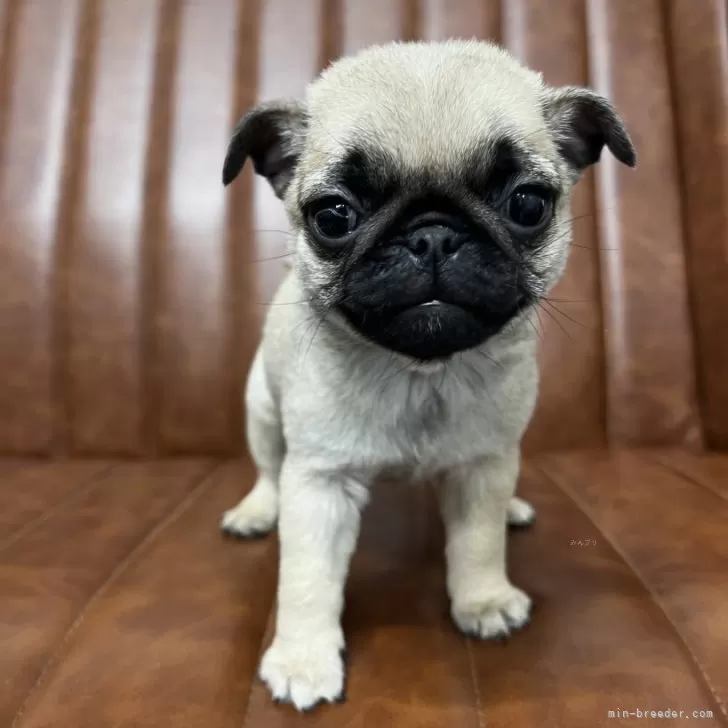 ぴぴ 様のお迎えした子犬