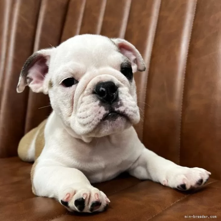 ato 様のお迎えした子犬